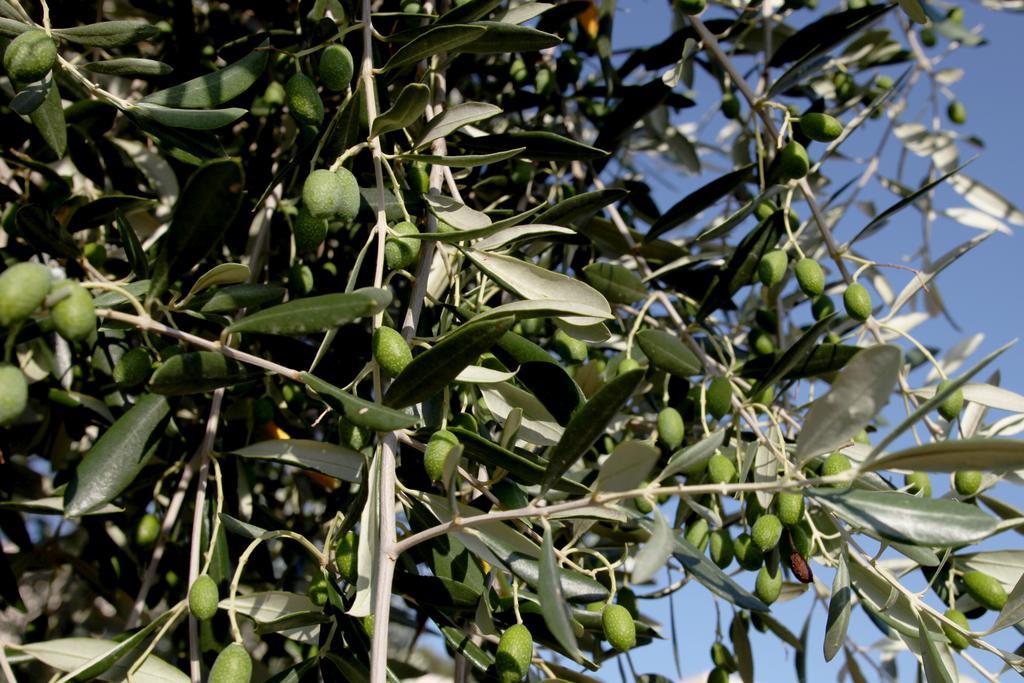 Agricostella Agriturismo 维耶斯泰 外观 照片