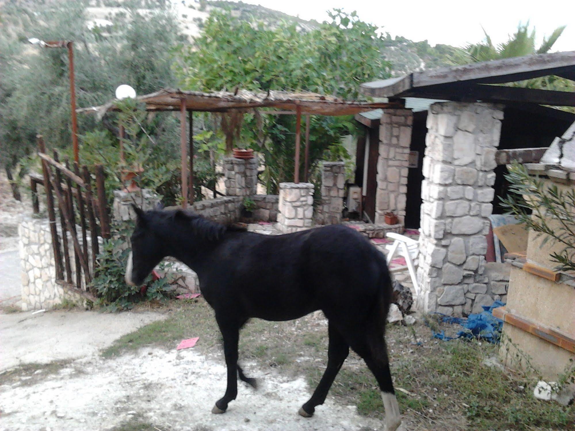 Agricostella Agriturismo 维耶斯泰 外观 照片